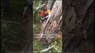 Штиль 361, Stihl 361 ms #shorts #россия #инструмент #husqvarna