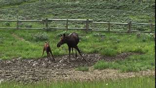 Moose and calf in Wyoming video