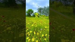 Like a Vincent van Gogh painting. 2024 spring in Cyprus. Fields full of wild poppies #spring