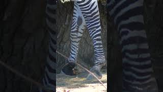 Zebra Feeding 6   #shorts #fyp #zebra