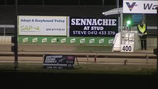 Warragul greyhounds Tues Sep 14th 2021 - new track record