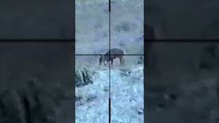 700 yd Shot On #Muledeer 7mm Rem Magnum #caceria #hunting #hindi #शिकार #viral #scopecam #shorts