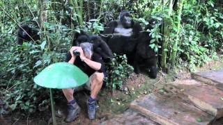 Touched by a Wild Mountain Gorilla (no music)