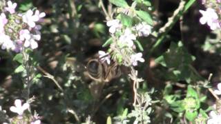 abeilles : une  butineuse au travail  sur thym avril2011