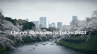 Cherry Blossoms in Tokyo JAPAN 2023 - Cinematic 4K Video | Sony A7SIII