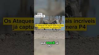 Os Ataques de águia mais incríveis já capturados na câmera p4