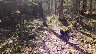 north country trail  Black river wild forest Adirondacks #nct #nature #hiking #adk