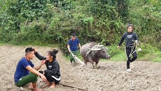 Use buffaloes to plow fields and prepare for planting a new corn crop, Cozy meals husband and wife