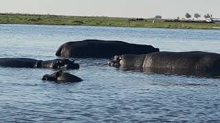 Chobe National Park Botswana river tour Hippos Elephants Kasane