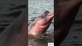 Do they Actually Exist? Pink dolphins #shorts #sciencefacts  #facts #extinctspecies #wildlife