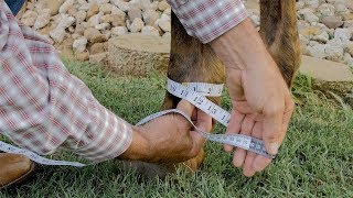 Measuring Your Horse for Iconoclast Boots