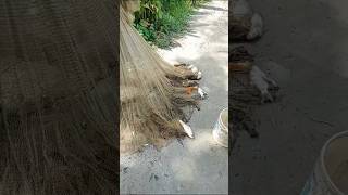 পুকুরে থেকে জাল তুলার সময় কী হলো #fishing #amazingfisher #video #fish #amazingfish #villagelife