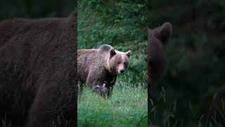 Bear | Nature #bear #nature #trending #trend #wildvibeswithanimation #arjunsingh