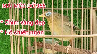 366 | HỌA MI MÁI MỘC DỞ, GIÀ RỪNG, CHIM VÀNG ĐẸP, XÙY GẠ KÍCH TRỐNG TỐT, HỘ CÔNG TỐT...| #lyhaichim