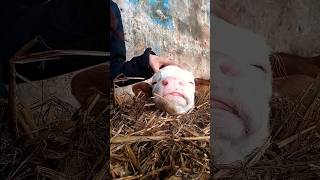 Cute Baby Calf Enjoying A Head Massage 🥰 Baby Calf Relaxing / Junior the Baby Bull🐮 #babyfarmanimals