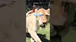 Largest Liger in the World!! 😳🐅🦁#trending #animal #shorts