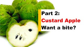 Sweet Custard Apple: Enjoying, Sharing with Poultry & Saving Seeds