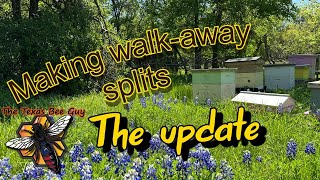 An update on the walk-away hive split