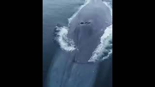 look at a Blue Whale, the largest known animal that has ever existed