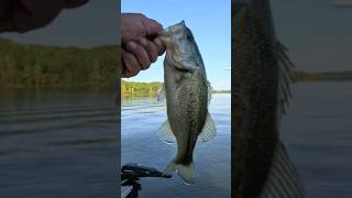 Largemouth Caught on a 10' Rod. The Struggle is Reel! #fishing #fish #bass #viral