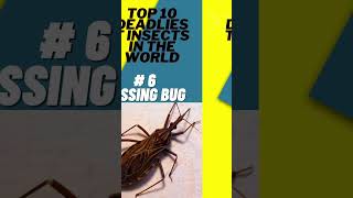 TOP 10 Deadliest Insects in the world #shorts #deadliest #insects