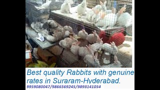 Best quality Rabbits in Hyderabad-Suraram-genuine price