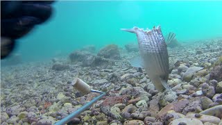 Pesca submarina un día sin capturas: imágenes de pulpos, lisa medio comida pero viva y torito de mar