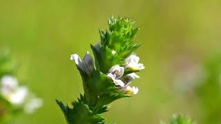 Beneficios y propiedades de la Eufrasia, remedios y contraindicaciones.