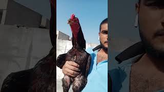 Mera dost ❤️🐥 #trending #zoo #shortvideos #video #hen #aseelmurga #fact #zoobabies #viralvideos #v