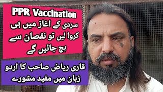 Why is PPR vaccination important? پی پی ار ویکسینیشن کروانا کیوں ضروری ہے