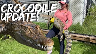 Female Crocodiles Back In Old Ponds | Primitive Predators