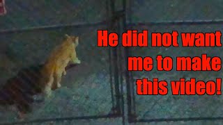 This Video Got Cancelled By A Stray Cat