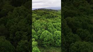 Beautiful forest view #nature #waterfallmeditation #vlogs #vlog #music #relaxingwaterfallsounds