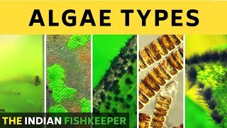 Types of Algae