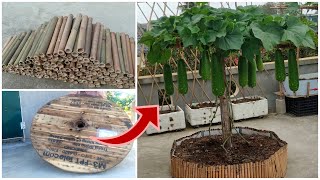 #72, Tips for growing gourds from seeds for more fruit