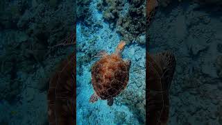 Turtle #ocean #maldives #sea #turtle 🐢