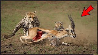 Can Young Cheetahs Hunt These Antelope? What Happened Next?