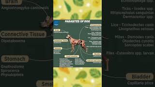 Dog parasites #animaldiseases