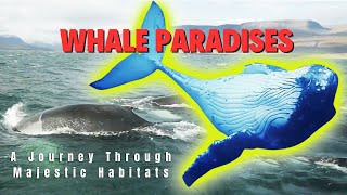 Whale Paradises: A Journey Through Majestic Habitats