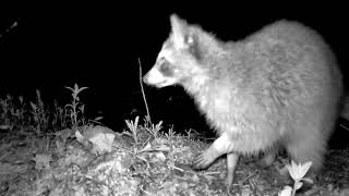 🦊One lonely racoon spends all night by the pond. #trailcam #wildlife #racoon #backyard #habitat