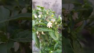 Green lynx spider | hara makda | green spider on plant | close up video of green spider | #shorts