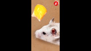 Hamster Jumps To Eat Corn #Shorts 4