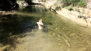 SETA CHE CERCA DI PESCARE. GOLDEN RETRIEVER TRYING TO FISH. FUNNY ! RIVERDOG! CANI AL FIUME ! FUN :)