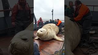 Heartwarming Rescue of a Giant Baby Seal😍 #animals #seal #deepseamagic