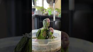 Hand feeding chicks