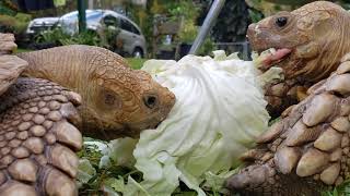 Feeding tortoises a cabbage