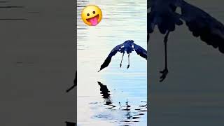 Look Take Off ❤️ #subscribe #viral #shorts #birds #music #song #love