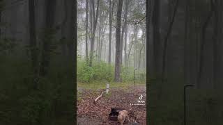 Take a deep breath and exhale slowly. #relax #zen #shorts #forest #dog #puppy #goldendoodle