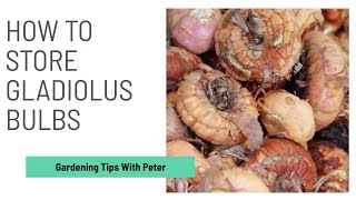 How to Store Gladiolus / Gladioli Bulbs | Garden Ideas | Peter Seabrook