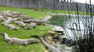 Awesome African Crocodiles at feeding time!